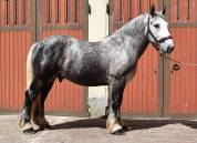 Percheron attel&eacute; et mont&eacute;