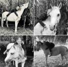 Ponette welsh Bmax 11 ans 