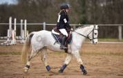 Ponette welsh Bmax 11 ans 