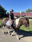 Poney Pottok &ndash; Hongre &ndash; 2017 &ndash; Bai Pie