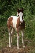 Poulain Irish Cob
