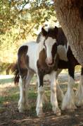 Poulain Irish Cob