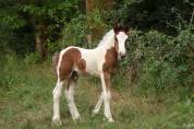 Poulain Irish Cob