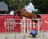 Jument 4ans Anglo-arabe de CSO