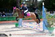 Pony olandese esperto competitivo