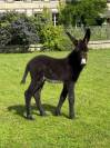 Anon Grand Noir du Berry, pure race