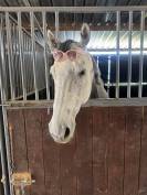 UMBERTO (UKR) &ndash; Pur-Sang hongre de 9 ans &ndash; pour cavalie