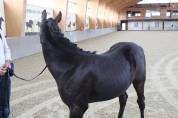 Poulain PFS noir 