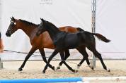 Poulain PFS noir 