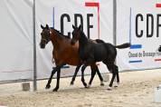 Poulain PFS noir 