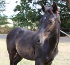 Poulain PFS noir 