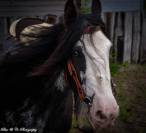 Magnifique Hongre Irish Cob Plein Papier 