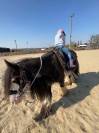 Magnifique Hongre Irish Cob Plein Papier 