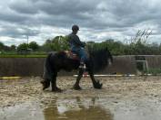 Magnifique Hongre Irish Cob Plein Papier 