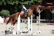Feniki &mdash; Jument de 16 ans &mdash; 1,67 m &mdash; 6 500 &euro;