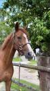 Feniki &mdash; Jument de 16 ans &mdash; 1,67 m &mdash; 6 500 &euro;