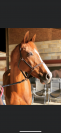 Feniki &mdash; Jument de 16 ans &mdash; 1,67 m &mdash; 6 500 &euro;
