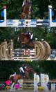 Cavallo da salto KWPN