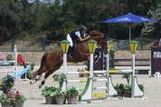 Cavallo da salto KWPN
