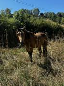 Welsh cob PP 3 ans 3500&euro; TTC 