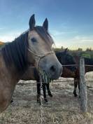 Welsh cob PP 3 ans 3500&euro; TTC 