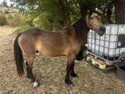 Welsh cob PP 3 ans 3500&euro; TTC 