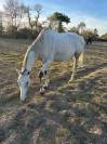 Cheval hongre PS
