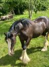 Irish cob jument