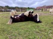 Irish cob jument