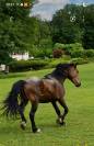 POULAIN Demi-Sang Arabe, 2 ans, entier, cherche nouvell