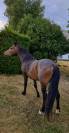 POULAIN Demi-Sang Arabe, 2 ans, entier, cherche nouvell