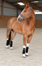 Cheval Kannan x Papillon Rouge 