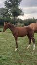 Foal M&acirc;le Top lign&eacute;e 