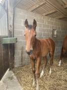 Foal M&acirc;le Top lign&eacute;e 