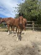 Foal M&acirc;le Top lign&eacute;e 