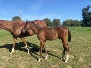 Foal M&acirc;le Top lign&eacute;e 