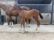 Foal M&acirc;le Top lign&eacute;e 