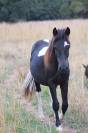 PONEYS 