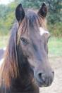 PONEYS 