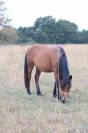 PONEYS 