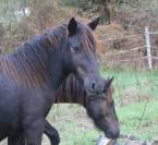 PONEYS 