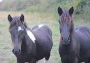 PONEYS 