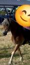 Haflinger 