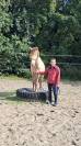 Poney hongre champagne de 3 ans 