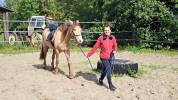 Poney hongre champagne de 3 ans 