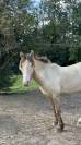 Poney hongre champagne de 3 ans 