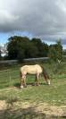 Poney hongre champagne de 3 ans 