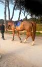 Jument Cheval de Selle Italien A vendre 2020 Bai par SILVER DEUX DE VIRTON