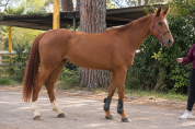 Jument Cheval de Selle Italien A vendre 2020 Bai par SILVER DEUX DE VIRTON