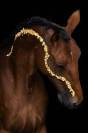 Mina een paard uit duizenden zoekt haar nieuwe thuis